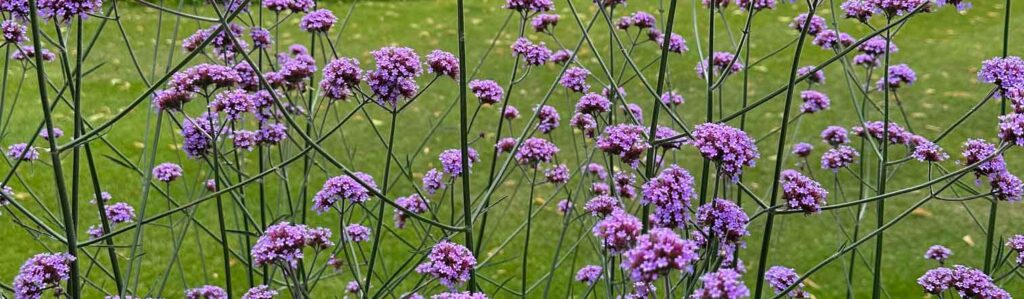 Photo of Verbena flowers